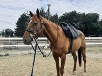 Koń, Thoroughbred horse — zdjęcie 5