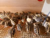 Quails — Foto 8