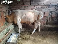 Taureau, Simmental cattle — photo 3