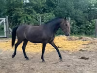 Koń, Lipizzaner — zdjęcie 1