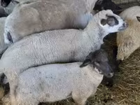 Ram, Sheep — photo 1