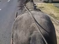 Cavalo, Cavalos — foto 2