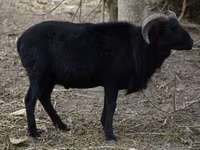 Owca, Cameroon sheep — zdjęcie 2