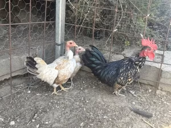Chickens — Węgry