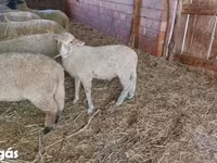 Ram, Sheep — photo 1
