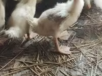 Ducks — photo 3