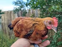Chickens — الصورة 3