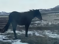 Égua, Horse breed — foto 2