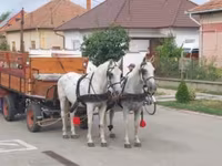 At, Lipizzaner — foto 4