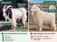 Ziege, Angora goats — Foto 3