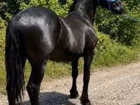 公马, Friesian — 照片 6