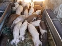 Porcs (lot, sexe non indiqué) — photo 3