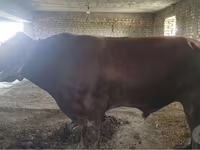 Goveda (partija, pol nije naveden), Red Estonian cattle — fotografija 1