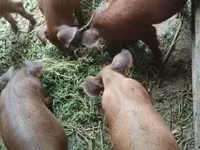 母猪, Дюрок — 照片 1