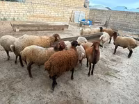 Ovca, Apsheron sheep — fotografija 5