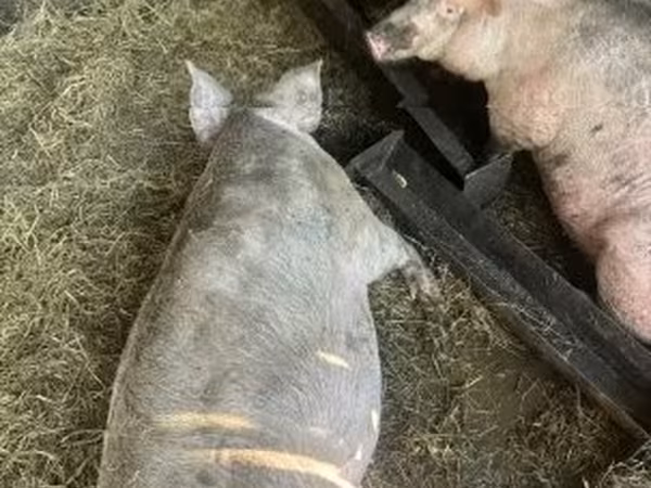 Locha, Świnie — Węgry