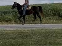 Pastuv, Rocky Mountain Horse — fotografija 4