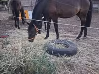 Cavalo, Nonius horse — foto 1