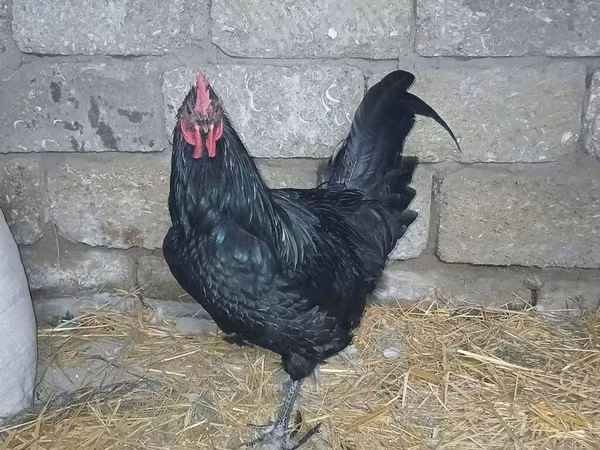 Australijska pit borbena kokoš