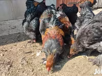 براهما — الصورة 6