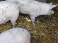 मादा सूअर, Крупная белая — फ़ोटो 7