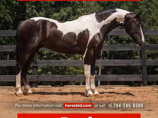 Pastuv, Friesian