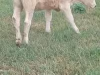 雌牛, Charolais cattle — 写真 1