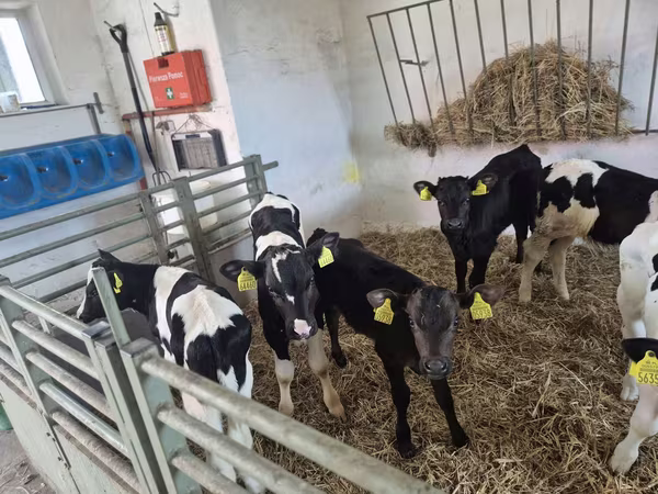 雄牛, Russian Black pied cattle