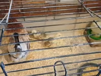 Chickens — फ़ोटो 2