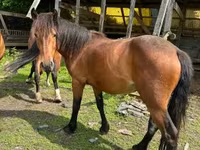 घोड़ी, Međimurje horse — फ़ोटो 1