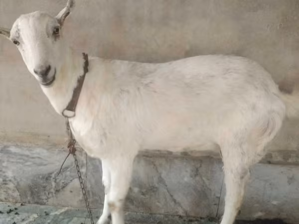 Koze (partija, pol nije naveden), Barbari goats