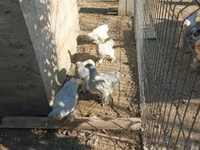 Brahma — Foto 3