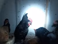 Chickens — fotografija 4