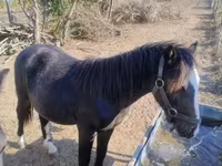 Caballo, Caballos — foto 3
