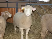 Ovan, Dorset horn sheep — fotografija 1