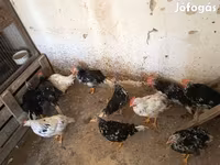 Chickens — الصورة 5