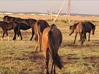 Kobila, Mugalzhar horse — fotografija 3