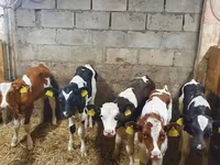 Buqa, Simmental cattle — 1-rasm