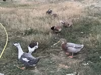 Ducks — Foto 2