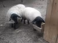 Baran, White Suffolk sheep — zdjęcie 3