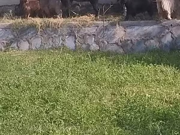Echki, Alpine goat