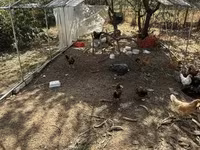 Chickens — fotografija 2