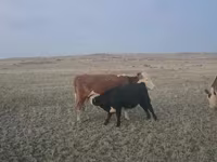 雄牛, Latvian Blue cattle — 写真 2
