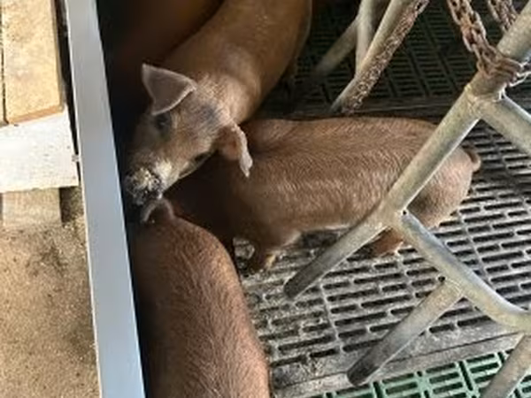 Suínos (lote, sexo não especificado),  — Hungria