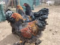 براهما — الصورة 1