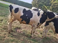 Bik, Russian Black pied cattle — fotografija 4