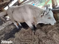 公牛, Limousin cow — 照片 4
