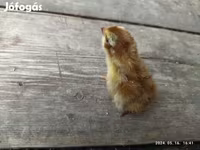 Quails — Foto 1