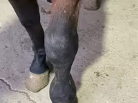 Pastuv, Arabian horse — fotografija 4