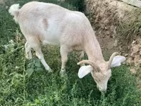 बकरी, Boer goat — फ़ोटो 6